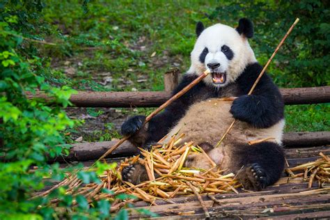 Wild Giant Panda Sportingbet